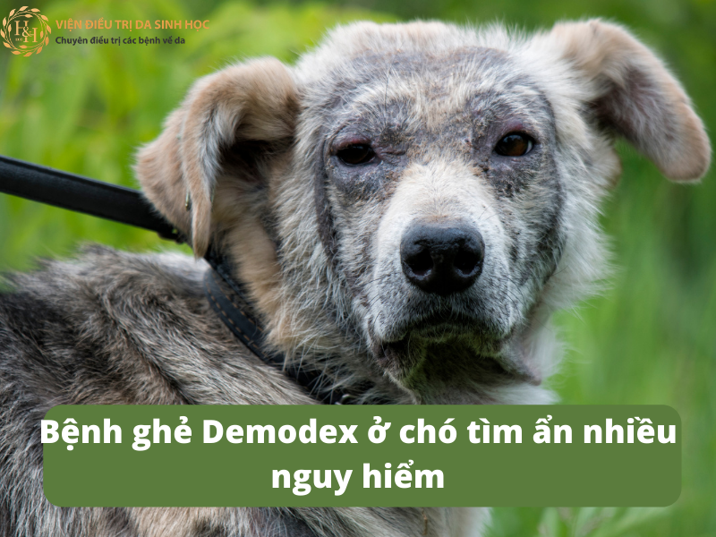 Bệnh ghẻ Demodex ở chó là gì? Có nguy hiểm không?