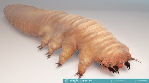 Demodex folliculorum фото